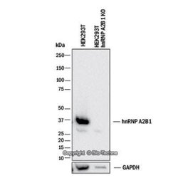 hnRNP A2B1 Antibody (DP3B3) - Azide and BSA Free, Novus Biologicals 0.1